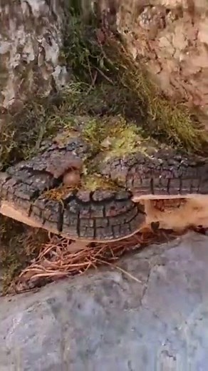 자연산 뽕나무상황버섯 ~ 황금보다 비싼 최고의 약용버섯 뽕나무상황버섯입니다 #뽕나무상황버섯 #길동이네TV #상황버섯