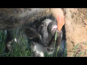 Calf Suckling