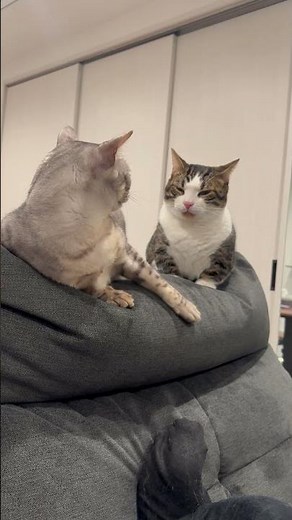 この猫が喧嘩で覇気を放ちます