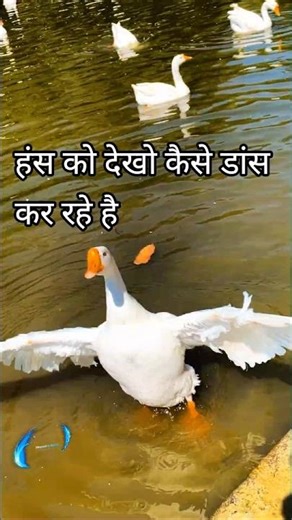 duck dance how do swans dance #video #viralvideo #shortsfeed #dusk