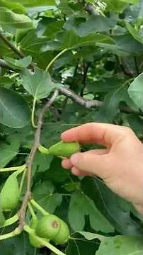 Fig Tree Died to the Ground: Can They Still Fruit? #fig #figtree #figboss #gardeningtips #fruittrees