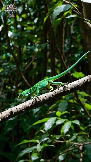 Marine Iguanas: The Ocean-Swimming Dragons of the Galápagos!#marine