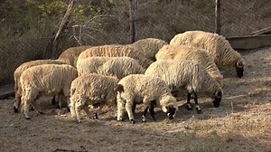 Caii lui Nea Costel de la Cluj ep. 125 - 2019 Nou !!! | Cai Grei si Semi-Grei