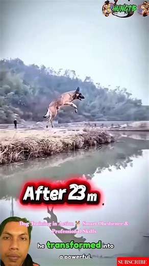 Dog Training in Action 🐕 Smart Obedience & Professional Skills #dogcoach #k9training #germanshepherd