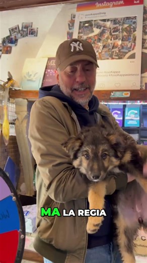 Presentiamo Split: il Cucciolo che Gira la Ruota! #shorts