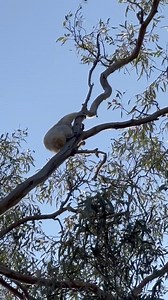 This is more an audio clip rather than a video clip of the girl we released yesterday after being rescued from a jetty. Has anyone ever heard a koala screeching like this? We haven’t! We released her into trees, she climbed to the top and then started screeching. At first I thought she’d disturbed a bird but then realised it was the koala making the noise. This video is 2.27 min long but she went on for another minute or so. One of the neighbours said he’d heard her screeching the night before a