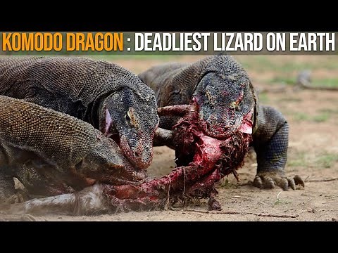 Komodo Dragon - The Deadliest Lizard on Earth