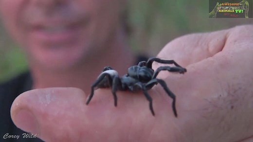 Funnel web spider and mouse spiders | What's more venomous?