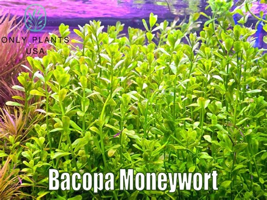 Bacopa Monnieri Bacopa Moneywort From Only Plants USA Live Aquatic Plant Freshwater Fish Tank Natural Algae Control Fish Habitat Shrimp - Etsy
