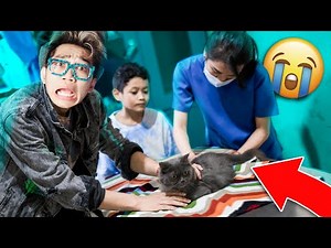 MAAFIN AKU! SEDIH BANGET KUCING LUCU SAKIT PARAH SAMPAI GABOLEH DISUNTIK! DAN AKHIRNYA... :'') !!!