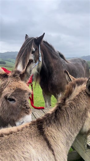 Well behaved 🥰 #clydesdale #donkey #animaisnotiktok #westcoast #scotland