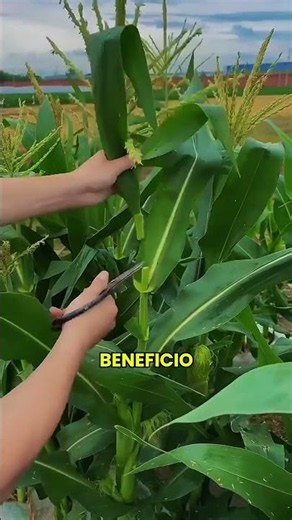 How long does corn take to grow from seed to harvest?