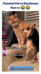 Why do Cats hate Dogs so much? 😂 #viral #funnyreels #cat | Catventure Movies