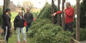 Lewis County is NY’s leading Christmas tree producer