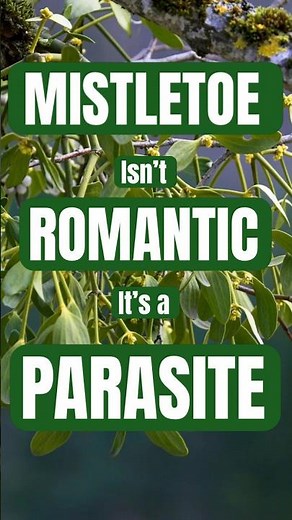 Mistletoe Explained: Why This Holiday Plant Is Actually a Parasite #christmasdecoration #plantfacts