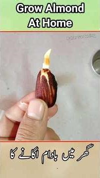 How to grow almond at home 🌱