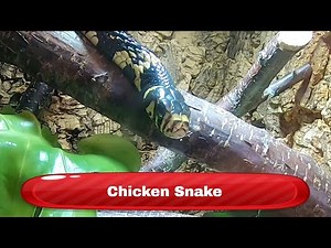 Chicken snake - Krokodille Zoo Denmark