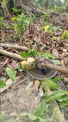 “Installing a Circular Saw Blade on a Weed Trimmer — Wood Cuts Instantly!”