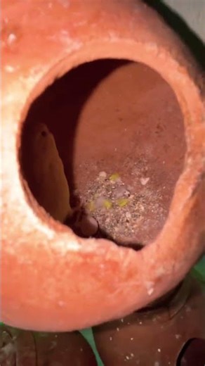 Australian parrots breeding progress😍 #breedingpair #birds #budgies