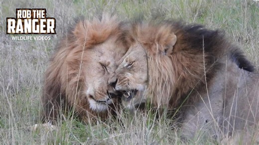 Unbelievable Lion Coalition Reunites After Long Separation