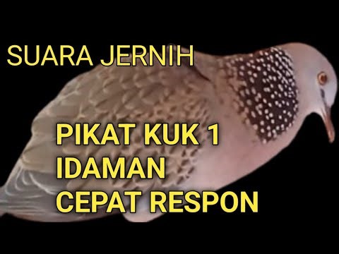 SUARA TEKUKUR PIKAT KUK1 MP3