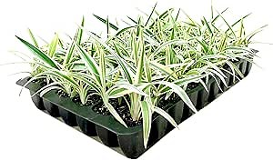 Flax Lily | Variegated Dianella Tasmanica Variegata | 20 Live Plants | Evergreen Shade Loving Grass