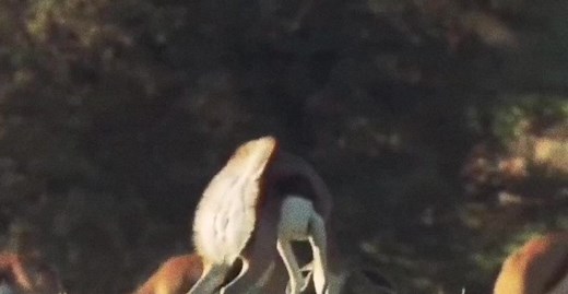 Gazelle Jumping in Africa