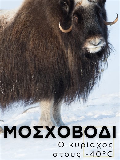 🦬 Μοσχοβόδι: ο άρχοντας του παγετού ❄️ ⚡️ Το μυστικό για την μοναδική αντοχή του ακόμη και στους −40°C; Η διπλή του «πανοπλία», οι μακριές τρίχες και το επιμέρους εσωτερικό τρίχωμα “qiviut”, που εγκλωβίζει εξαιρετικά αποτελεσματικά τη θερμότητα, δημιουργώντας την απόλυτη ασπίδα προστασίας απέναντι στο κρύο! Αλλά δε σταματά εκεί! 🛡️ Όταν η αγέλη του απειλείται, σχηματίζει κυκλική άμυνα, με τα ενήλικα ζώα προς τα έξω, και όλα τα μικρά τους συγκεντρωμένα στο κέντρο, μια «φάλαγγα» που αποθαρρύνει 