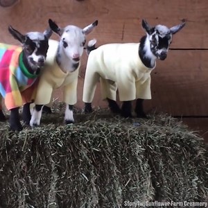 4.3M views · 40K shares | These goats get chilly at night, so their owner made them pyjamas  | LADbible | Facebook