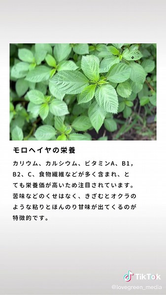 王様の野菜！「モロヘイヤの」栄養と食べ方 #モロヘイヤ #夏野菜 #レシピ #おひたし #家庭菜園 #野菜