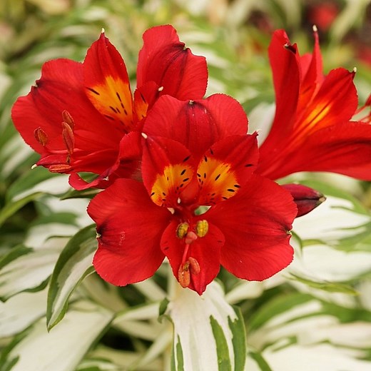 Alstroemeria - Rock & Roll