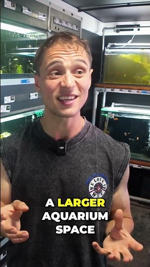 Siamese Flying Fox: Amazing Algae Eaters in Your Aquarium! #shorts