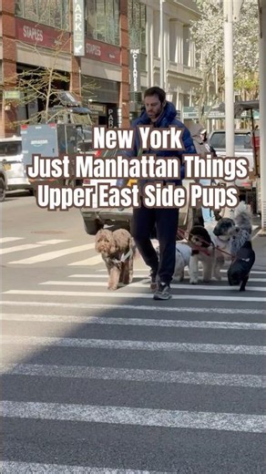 New York.Manhattan#dogsinging #dogs#uppereastside#manhattannyc#nycstreets#nycvibes#nyclife#nyc