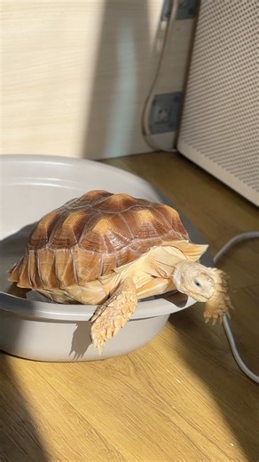 🛁🐢 Bumpy has a complaint… “Dear Mum, this basin is no longer tortoise-proof.” I step in. I climb out. I walk away like nothing happened. 😌 Bumpy officially thinks it’s time for an upgrade because this basking basin? Too small. Too easy. Not worthy of his shellness anymore. 😂 New level unlocked: 🟢 Escape Artist: Expert Mode Mum: buys a basin Bumpy: accepts the challenge Who else has a pet that outgrows everything in 5 business days? 😭🐢 #ShellYeahItsBumpy #TortoiseLife #EscapeArtist #PetPro