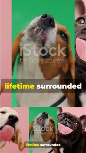 How Dogs REALLY Communicate (MUST KNOW)