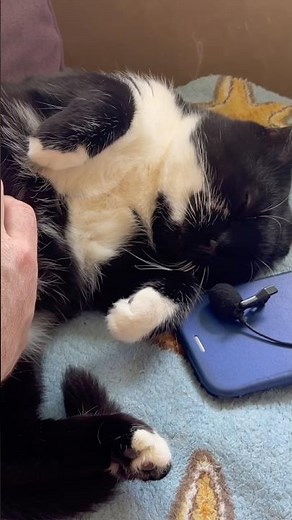 Purring Cat sound for Relax. Relaxing video for sleep. Funny Cat video for Relaxation. ASMR Purr