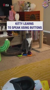 When your cat is literally pushing your buttons😊 | HomeChic