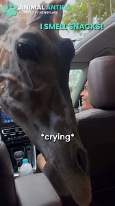 This giraffe reached into their car like a lunchbox! 🤣 | Animal Antics