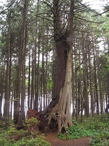 Nurse tree - Alchetron, The Free Social Encyclopedia
