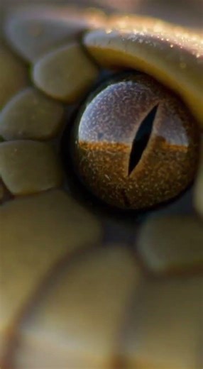 Mongoose vs Snake: A Split-Second Battle of Survival 🐍🔥#Mongoose #SnakeBattle #PredatorVsPrey #short