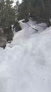 Mountain lions have a fascinating and efficient way of moving through their terrain. When walking, they typically place their rear foot directly into the track of their front foot, a behavior known as “direct registering.” This helps them move quietly and efficiently, reducing noise and leaving a minimal trail. It’s an adaptive trait that allows these stealthy predators to remain undetected while stalking their prey. #wildlife #cougar #mountainlion #tracking #naturalist #puma | Casey Anderson