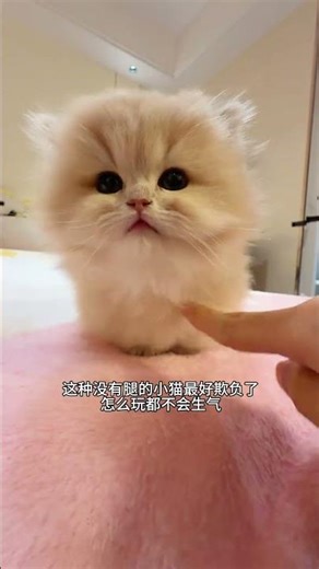 Meet the Most Stable Jazz Cat! Minute Dwarf Cat Napoleon Cat Me and My Cat Fuzh