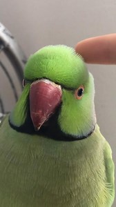 Naira on Instagram: "Weekend mood swings😌😂😐 . . . #rikitheringneck #parrots #funny #relatable #birdsofinstagram #birdstagram #parrotsofinstagram #nature #reelsinstagram #reels #cute #funny #pets #petsofinstagram"