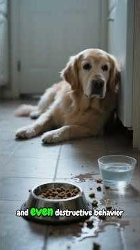 The Quiet Howl: How to Recognize Signs of Loneliness in Your Dog #shorts