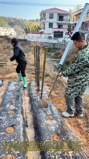 Begrav bambusstænger for naturlig konservering | Ingen kemiske behandlinger nødvendige