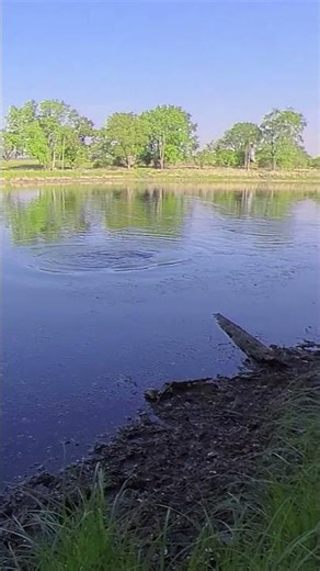 Rio infestado de peces Carpas - cardumen de peces carpa