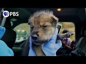 These Wolf Puppies Could Save Their Species