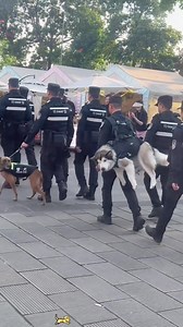 K9 Officer Forgets He's on Duty! 😂 #FunnyDog