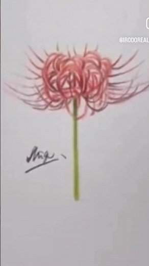 1時間で彼岸花を描く