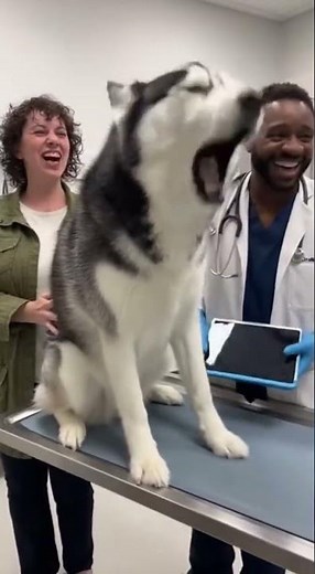 Husky Puppy Grips Vet's Hand Like His Life Depends on It 🥺🐺 #huskydrama #adorable #pets